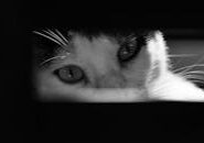 pexels-photo-17599176 This <a href="https://www.pexels.com/photo/close-up-of-the-eyes-of-a-cat-17599176/">Photo</a> was taken by <a href="https://www.pexels.com/@anupa-uthsara-351892189">Anupa Uthsara</a> on Pexels.