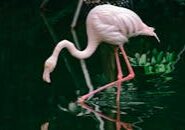 pexels-photo-33699004 This <a href="https://www.pexels.com/photo/elegant-flamingo-reflecting-in-tranquil-water-33699004/">Photo</a> was taken by <a href="https://www.pexels.com/@lynn-442874458">Lynn 小吾</a> on Pexels.
