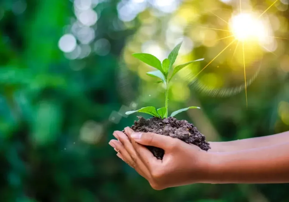 man holding a plant in this hands